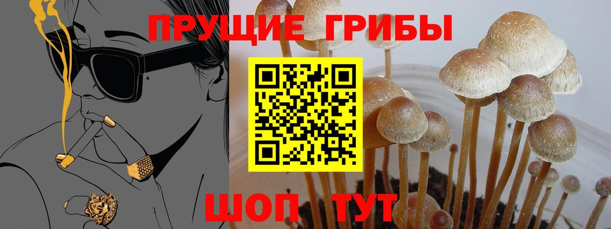 Псилоцибиновые грибы GOLDEN TEACHER  купить наркотики сайты  Вход с VPN  Ликино-Дулёво  Псилоцибиновые грибы GOLDEN TEACHER 